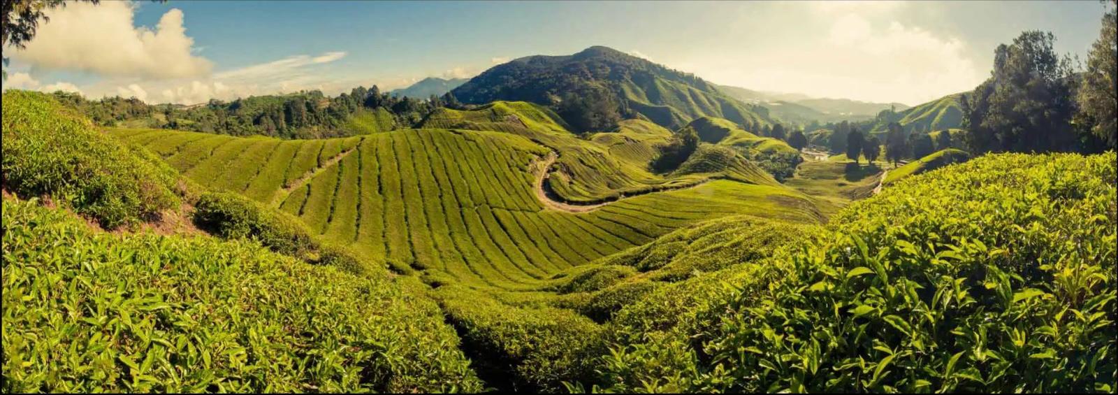 cameron highlands